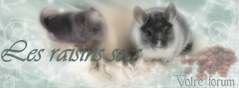 La Communauté des Chinchillas
