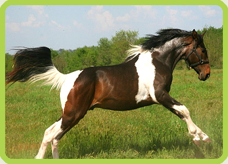caballo sex chat Caballo sexo gratis : sexual sex video chatroulette cam chat con el extranjeros 100% gratis directo y sin registro sexo tv caballo. caballo sex chat Caballo sexo gratis : sexual sex video chatroulette cam chat con el extranjeros 100% gratis directo y sin registro sexo tv caballo.