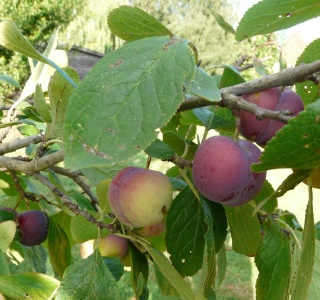 Les fruits de l'été dans LES 4 SAISONS p1220014