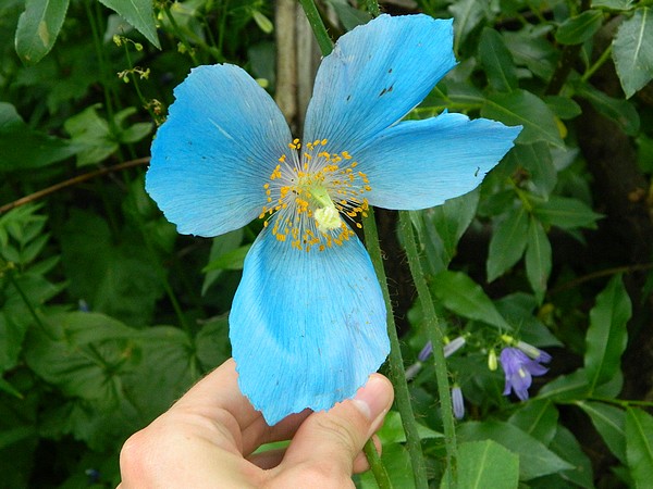 4910.jpg