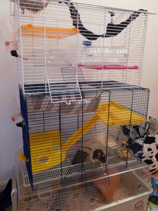 cage10.jpg