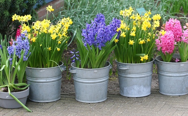 potted11.jpg