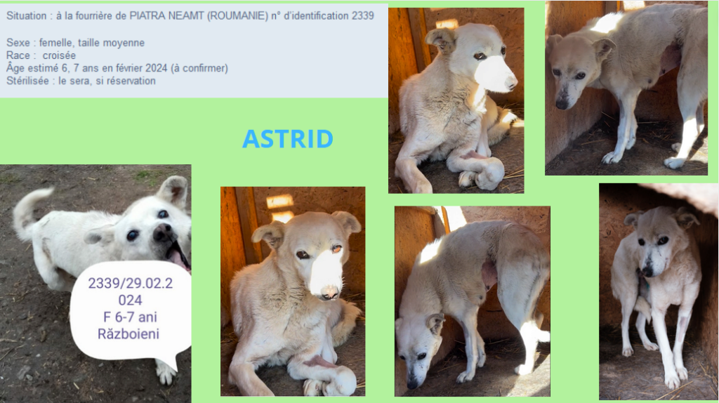 astrid11.png