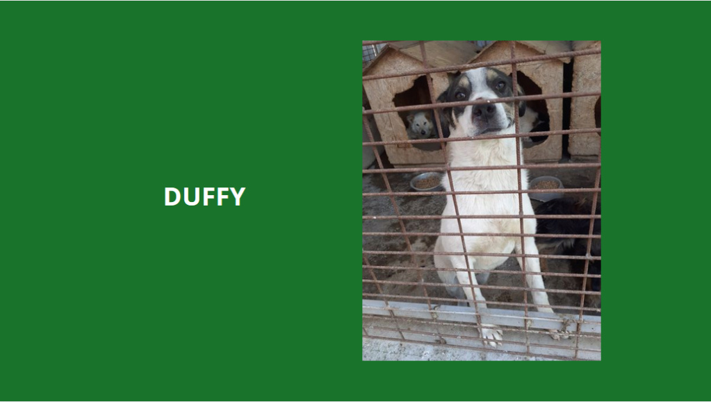 duffy10.png