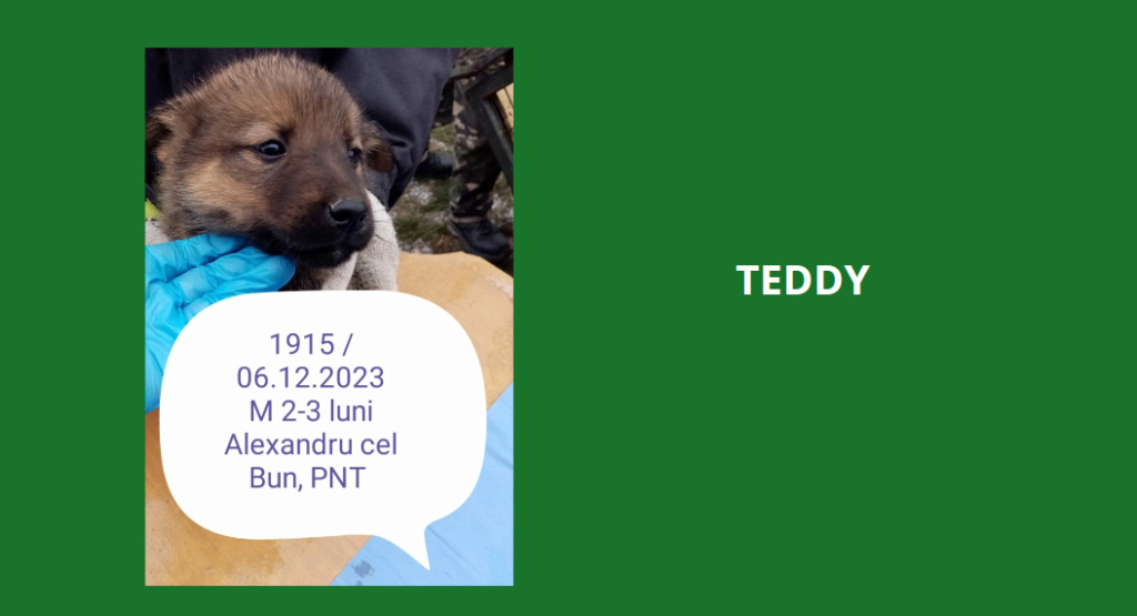 teddy10.png