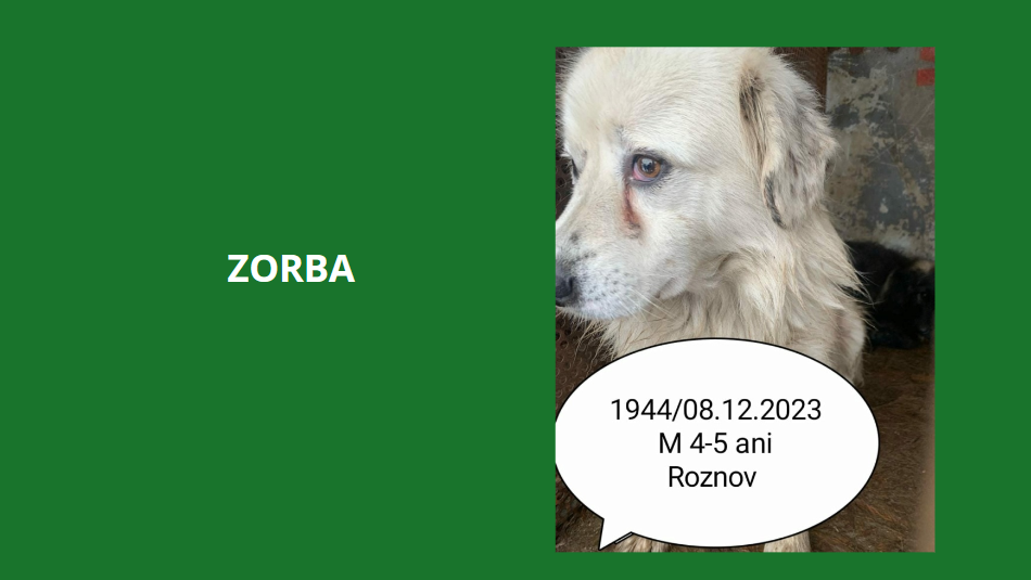 zorba10.png